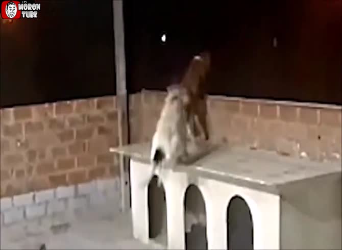 Video :A dog throws his companion into a void by mistake